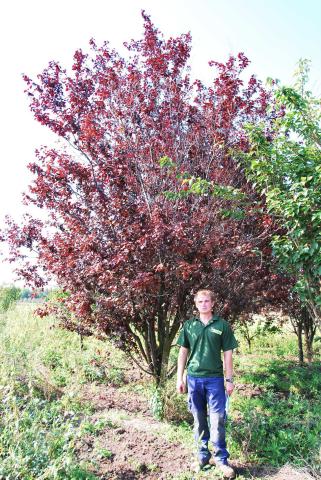 Prunus cerasifera 'Nigra' Prunus cerasifera 'Nigra'